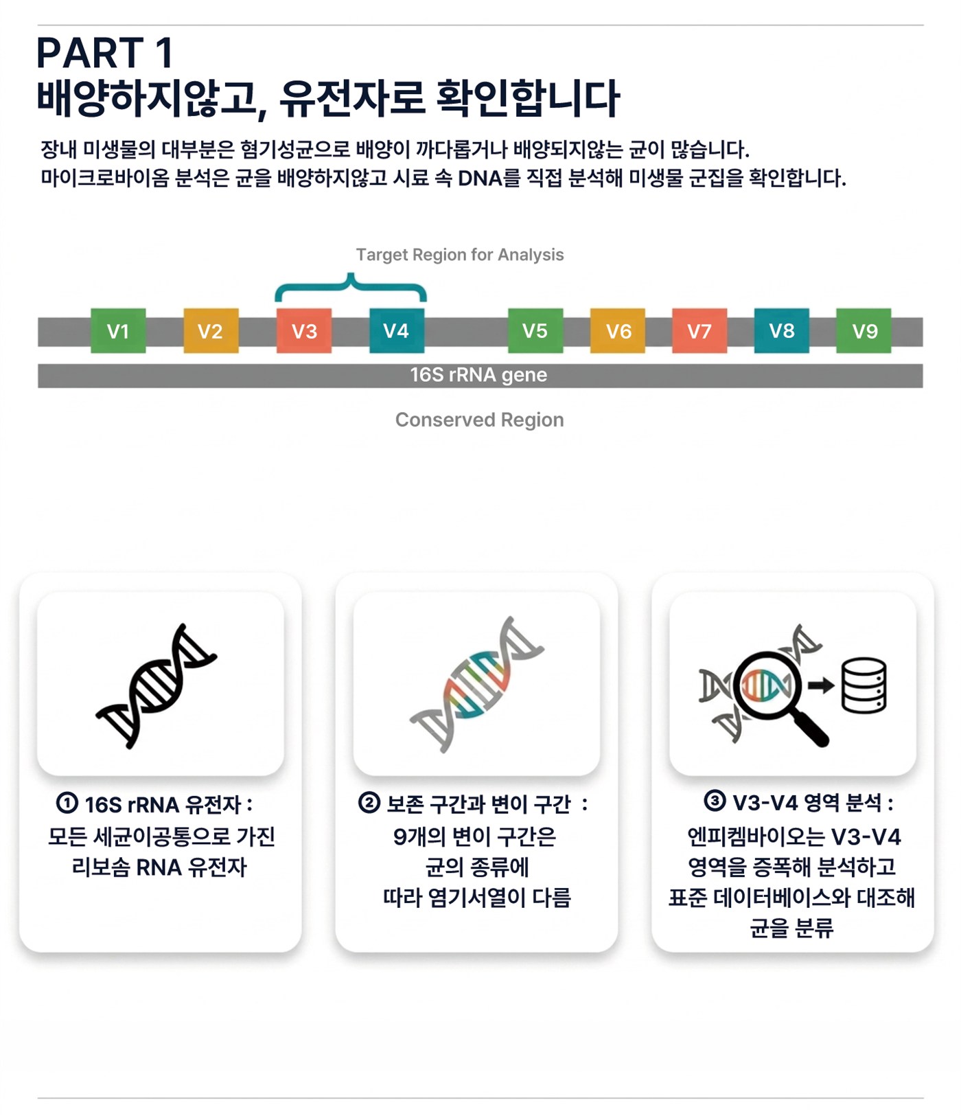 PART 1. 배양하지 않고 유전자로 확인합니다 — 16S rRNA 유전자, 보존 구간과 변이 구간, V3-V4 영역 분석